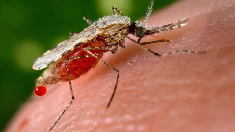 PREOCUPACIÓN POR AUMENTO DE CASOS DE MALARIA EN PUEBLO RICO.
