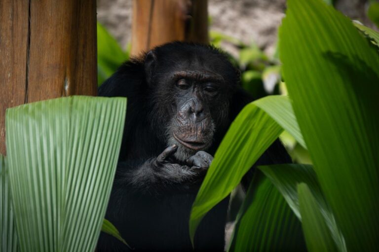YOKO SE VA DEL BIOPARQUE UKUMARÍ Y SERÁ TRANSLADADO A BRASÍL.